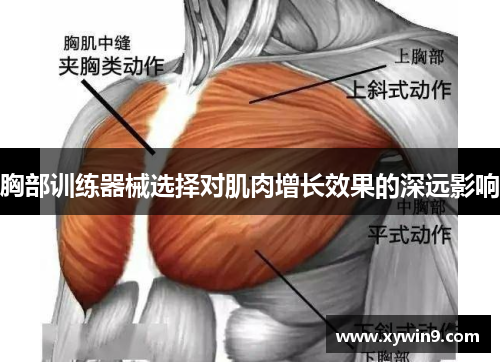 胸部训练器械选择对肌肉增长效果的深远影响